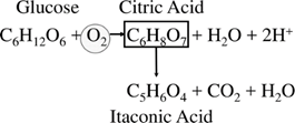 Fermentation reactions