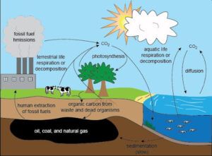 Adsorption of carbon dioxide